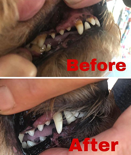 Dog Nail Clipping Service Western Australia - Dog Shed Teeth