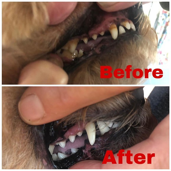 Gallery - Dog Teeth Cleaning & Dog Dental Service Western Australia